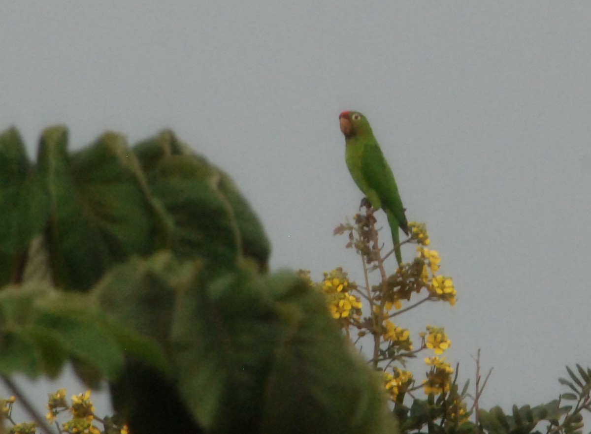 Crimson-fronted Parakeet - ML624023195