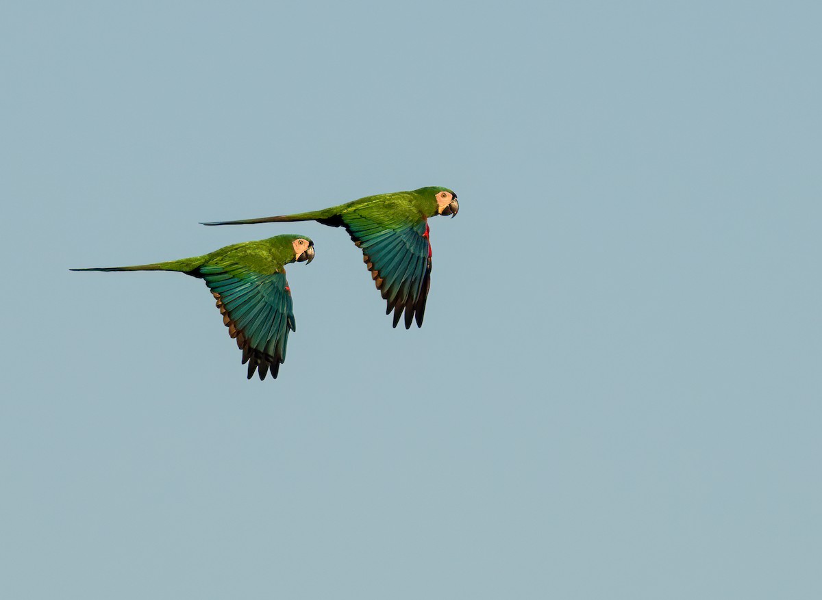 Chestnut-fronted Macaw - Dimitri Moore