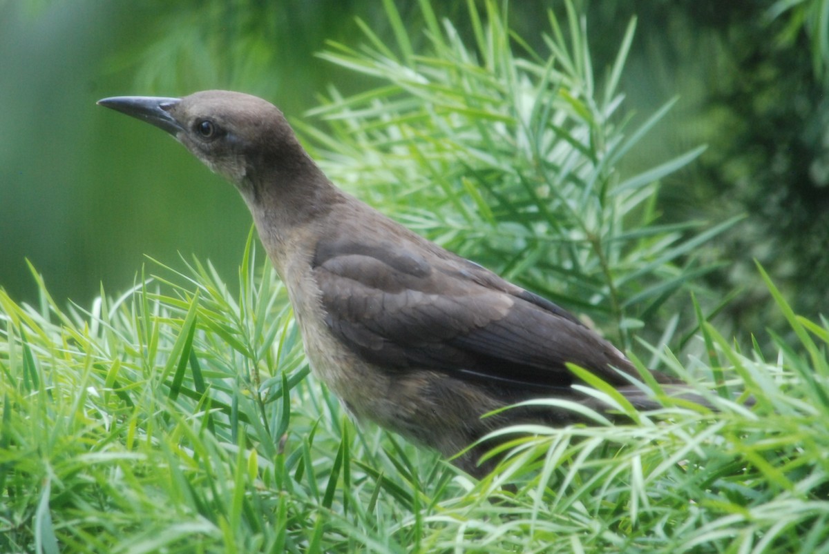 Great-tailed Grackle - ML624023204