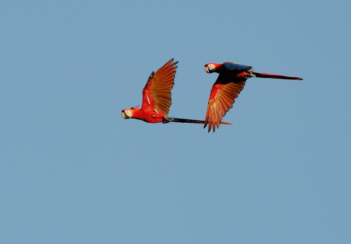 Red-and-green Macaw - ML624023205