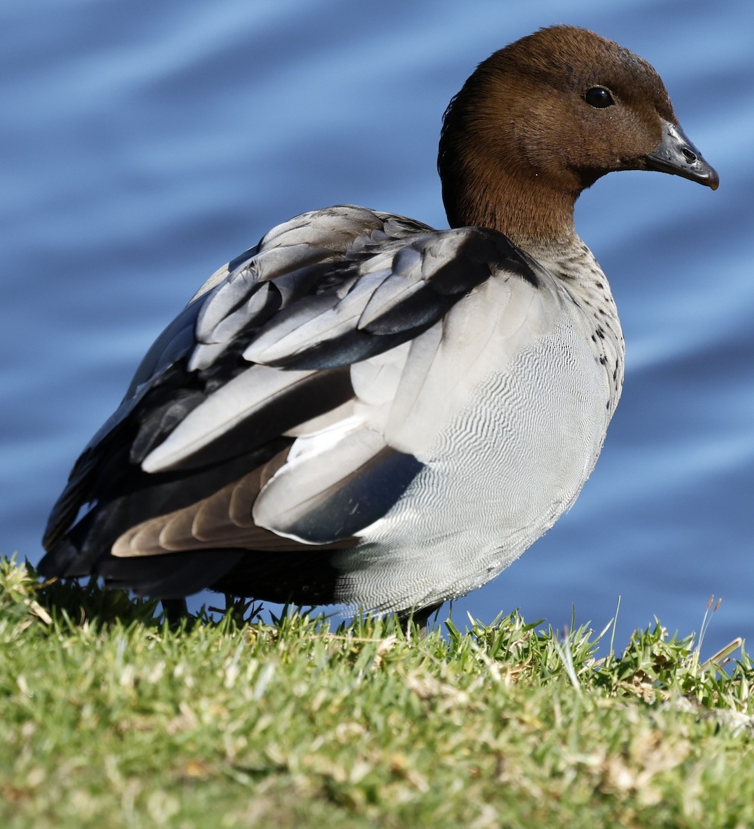 Canard à crinière - ML624023210