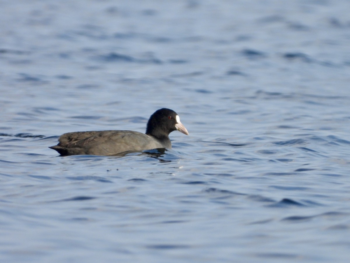 Eurasian Coot - ML624023212