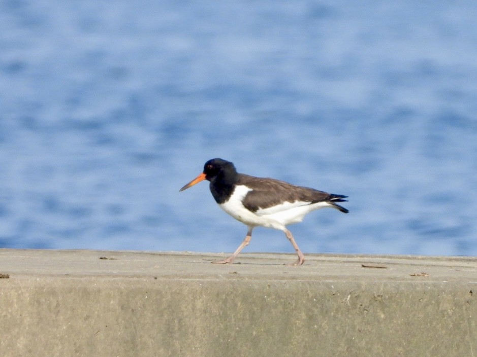 Eurasian Oystercatcher - ML624023218