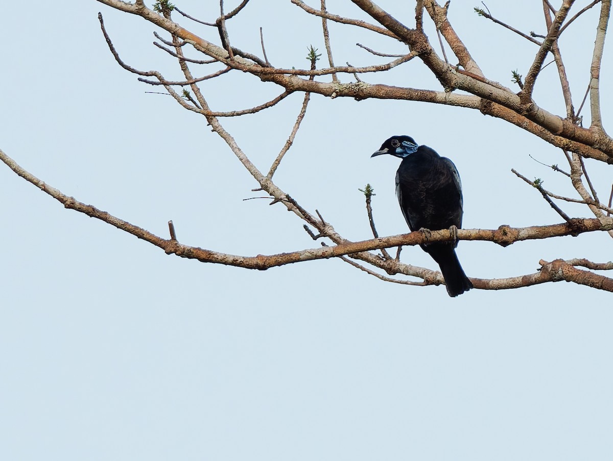 Bare-necked Fruitcrow - ML624023219