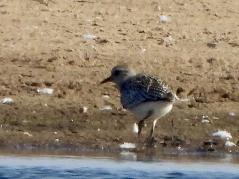 Black-bellied Plover - ML624023223