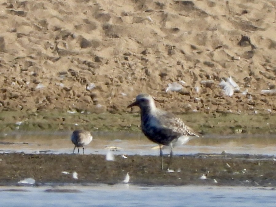 Black-bellied Plover - ML624023224