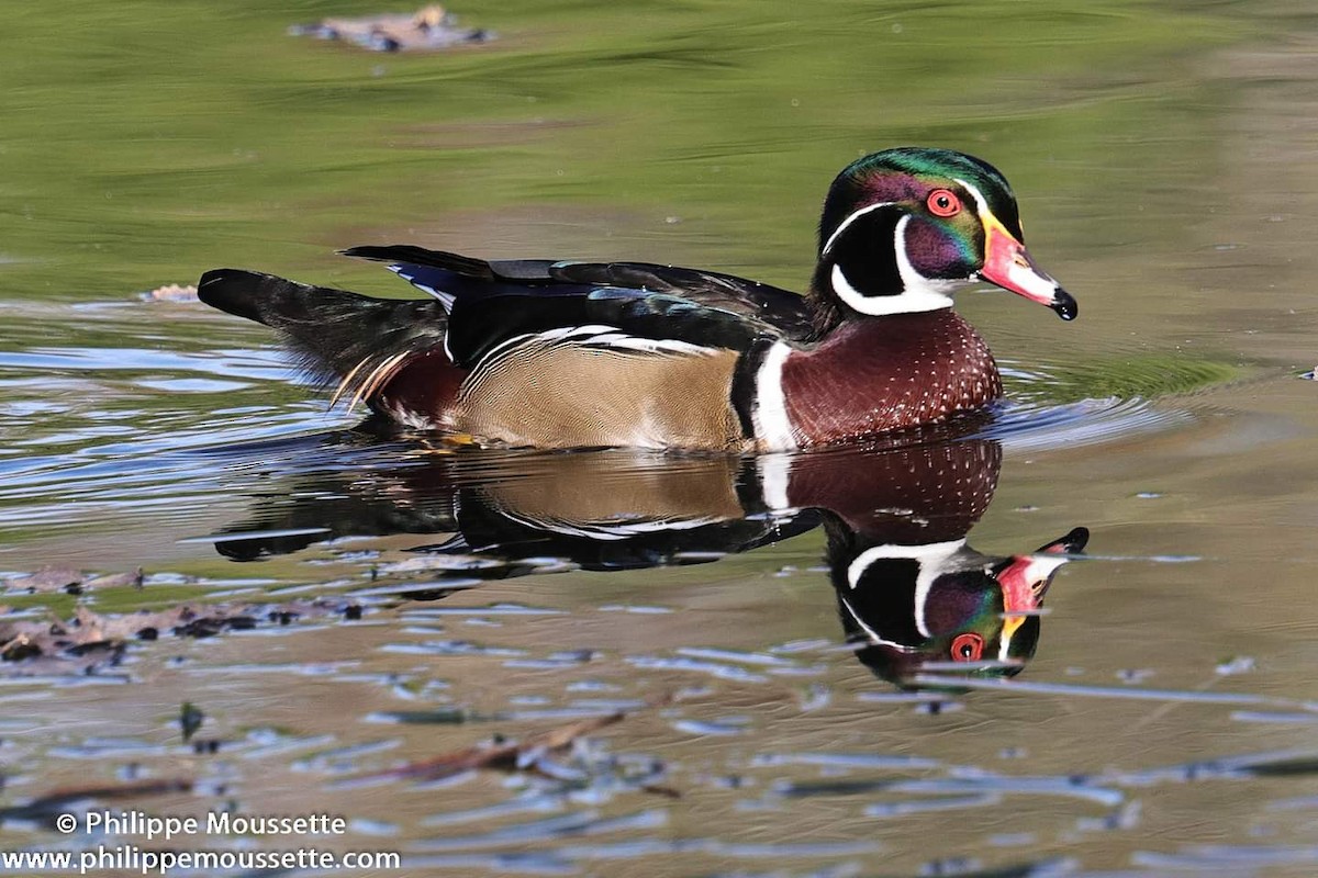 Wood Duck - ML624023226