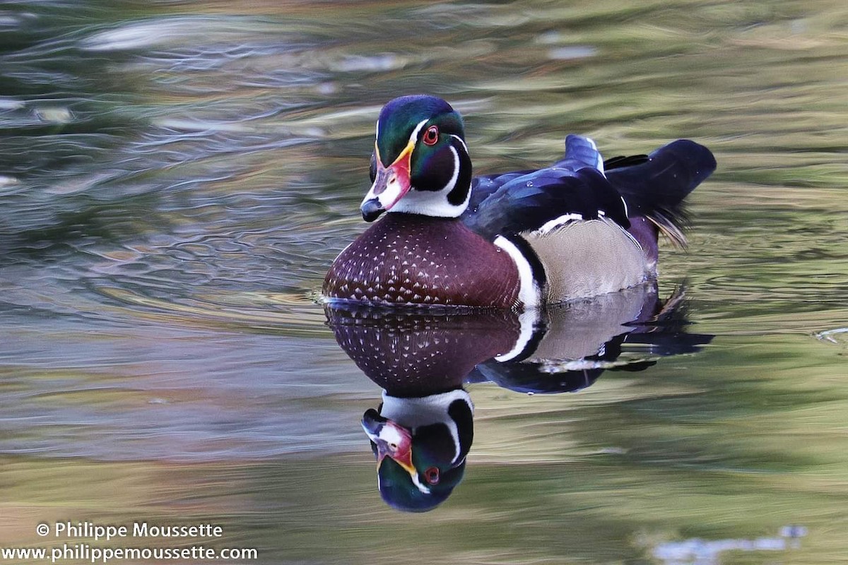 Wood Duck - ML624023227