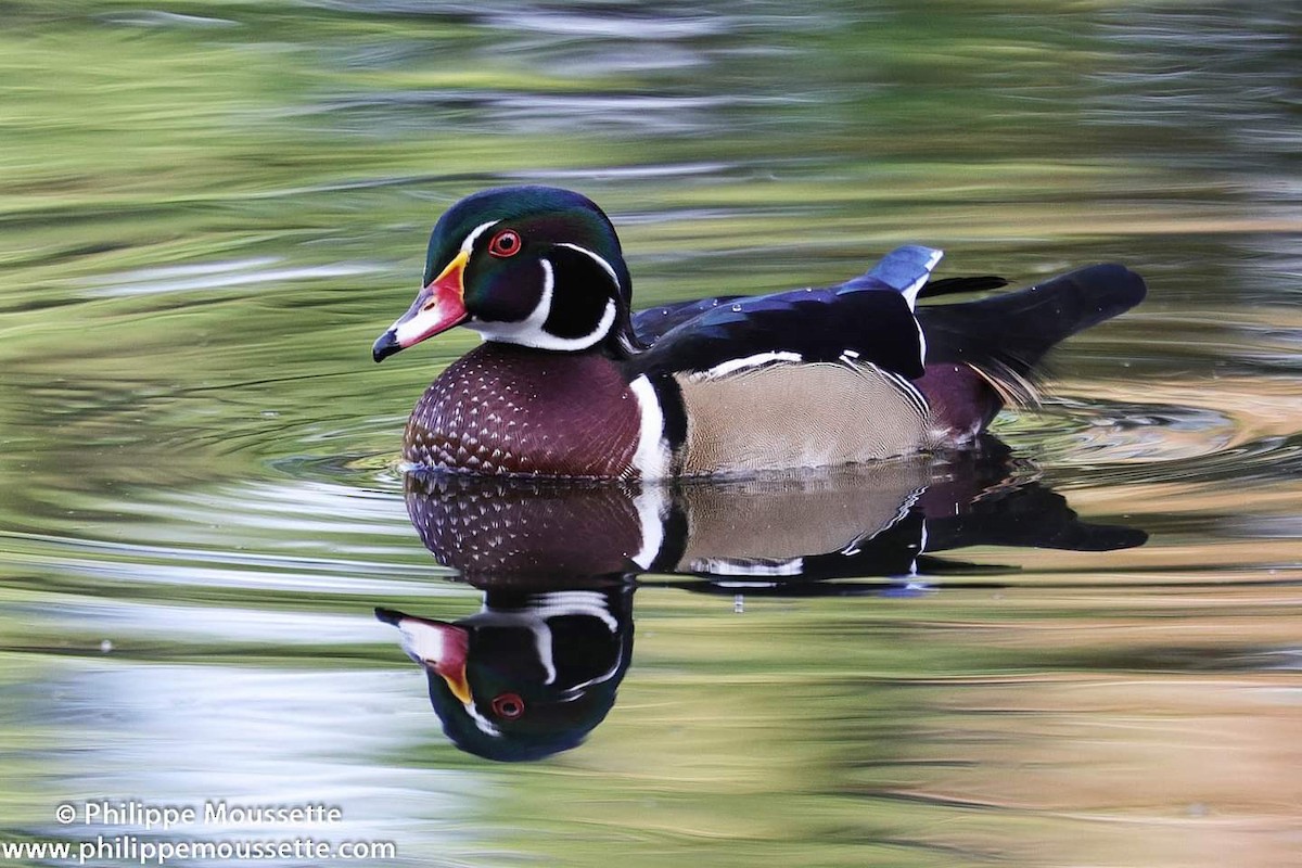 Wood Duck - ML624023228