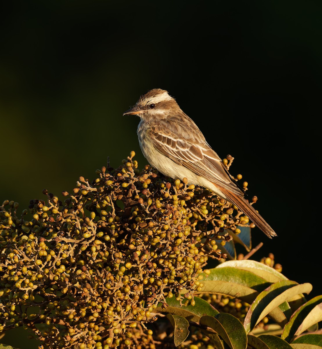 Variegated Flycatcher - ML624023229