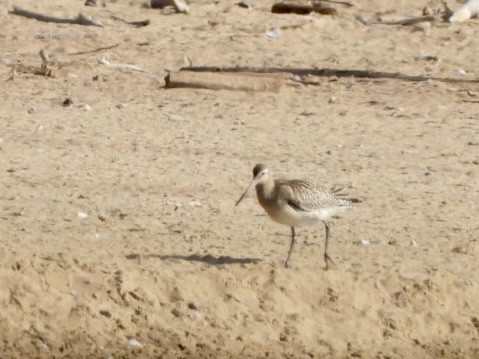 Bar-tailed Godwit - ML624023234