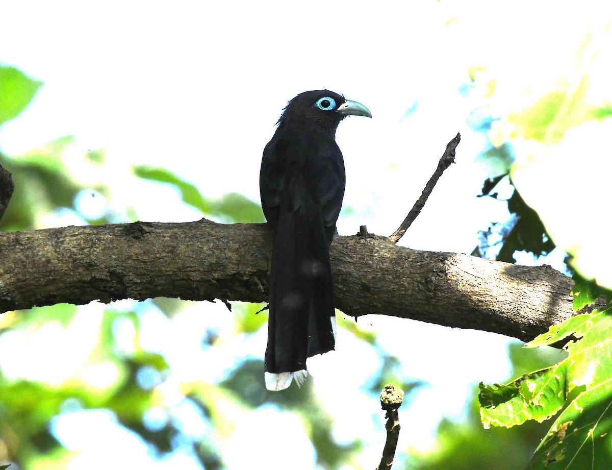 Blue-faced Malkoha - ML624023238