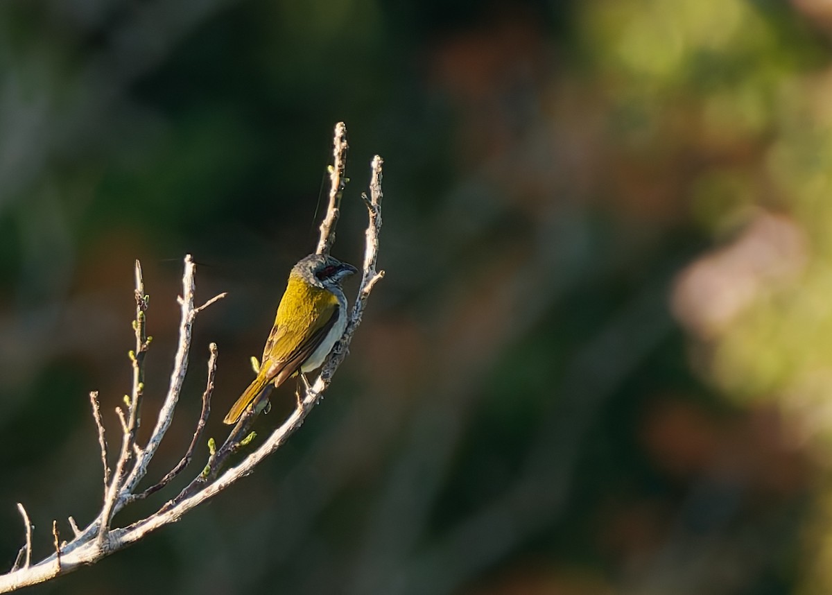 Yellow-shouldered Grosbeak - ML624023240