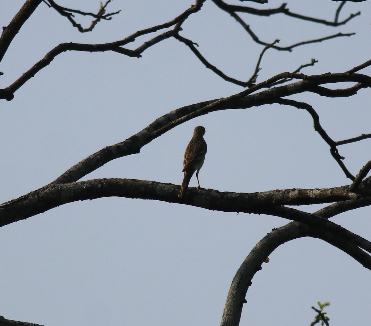 Blyth's Pipit - Afsar Nayakkan