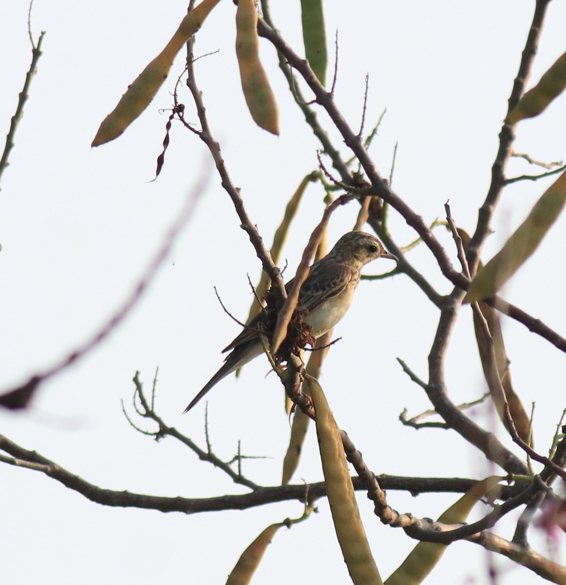 Blyth's Pipit - Afsar Nayakkan