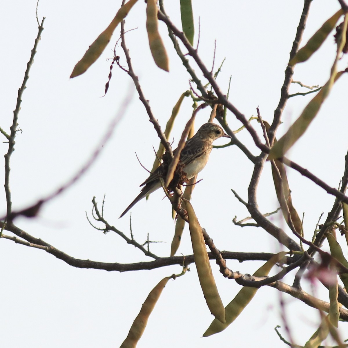 Blyth's Pipit - Afsar Nayakkan