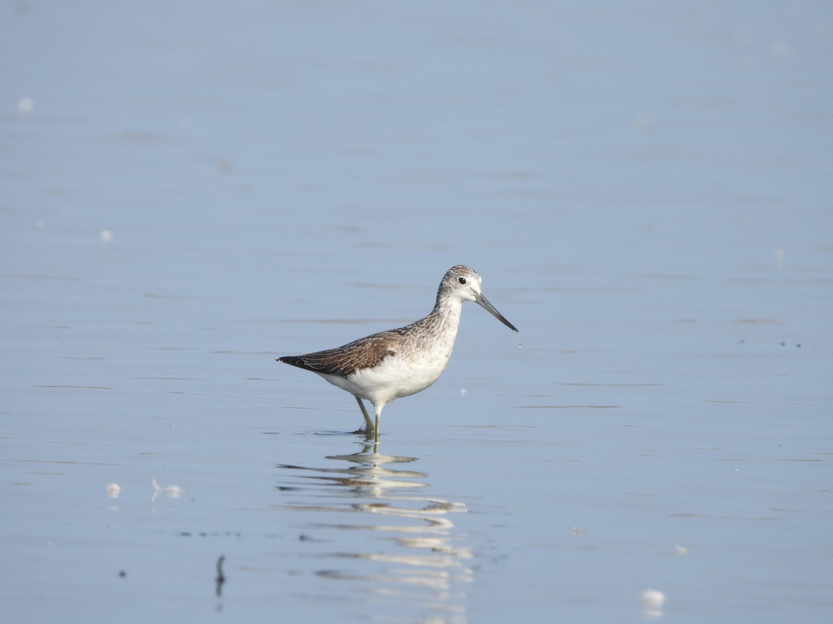 Common Greenshank - Monika Czupryna