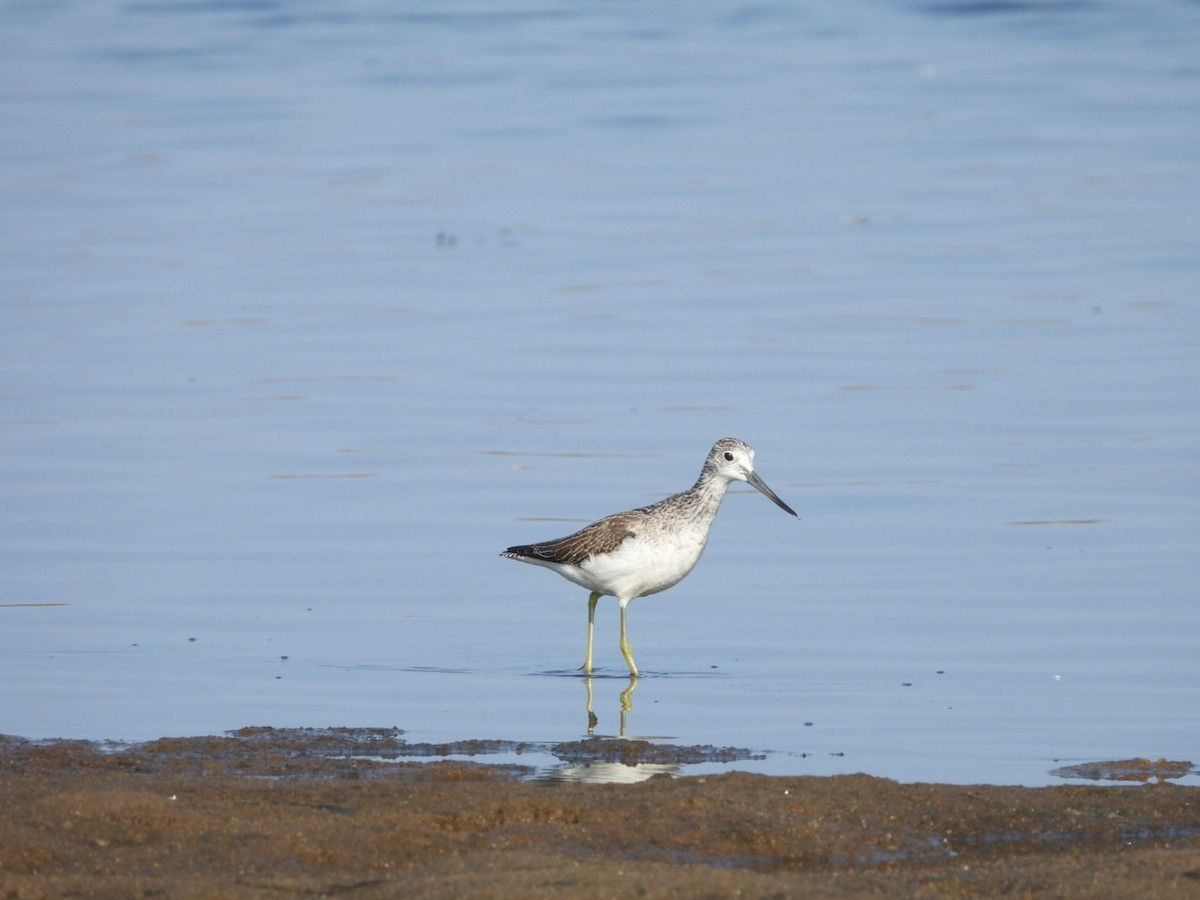 Common Greenshank - ML624023251