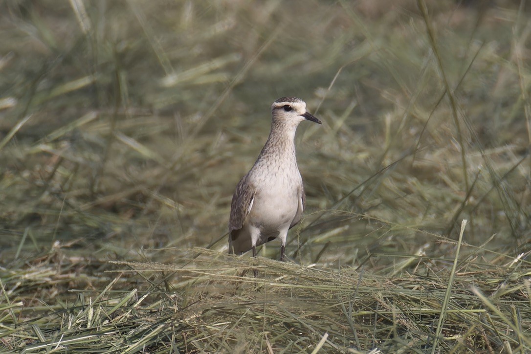 Sociable Lapwing - ML624023253