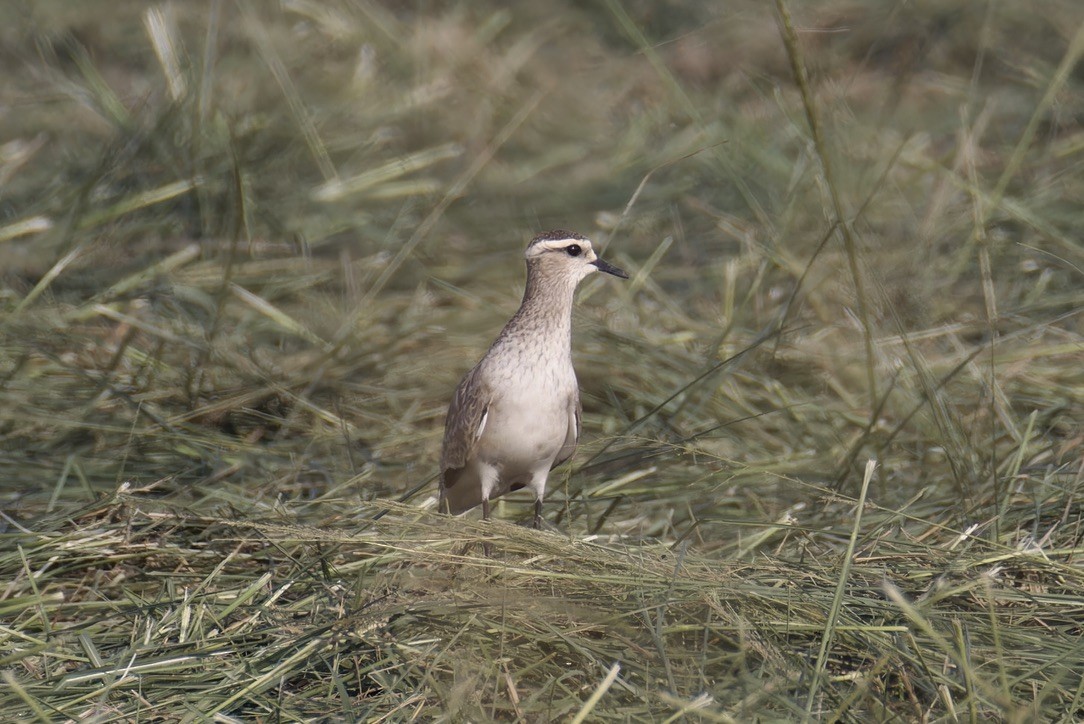 Sociable Lapwing - ML624023254