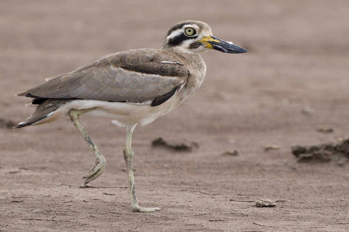 Great Thick-knee - ML624023255