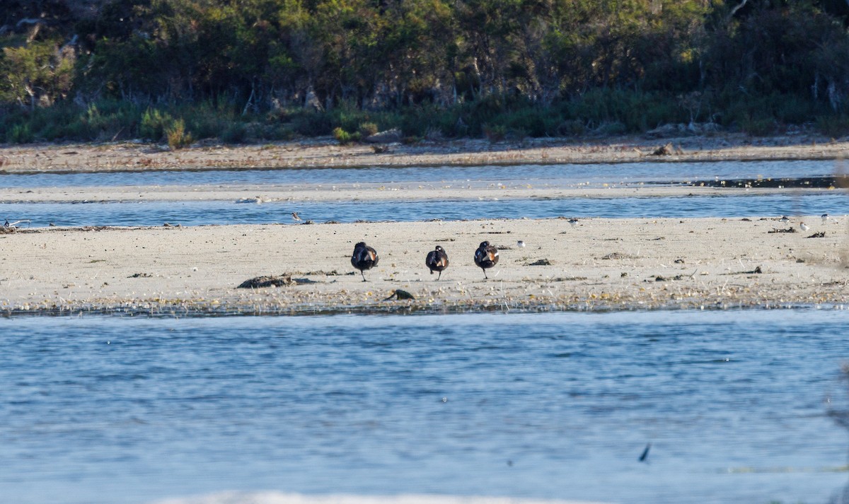 Australasian Shoveler - ML624023256