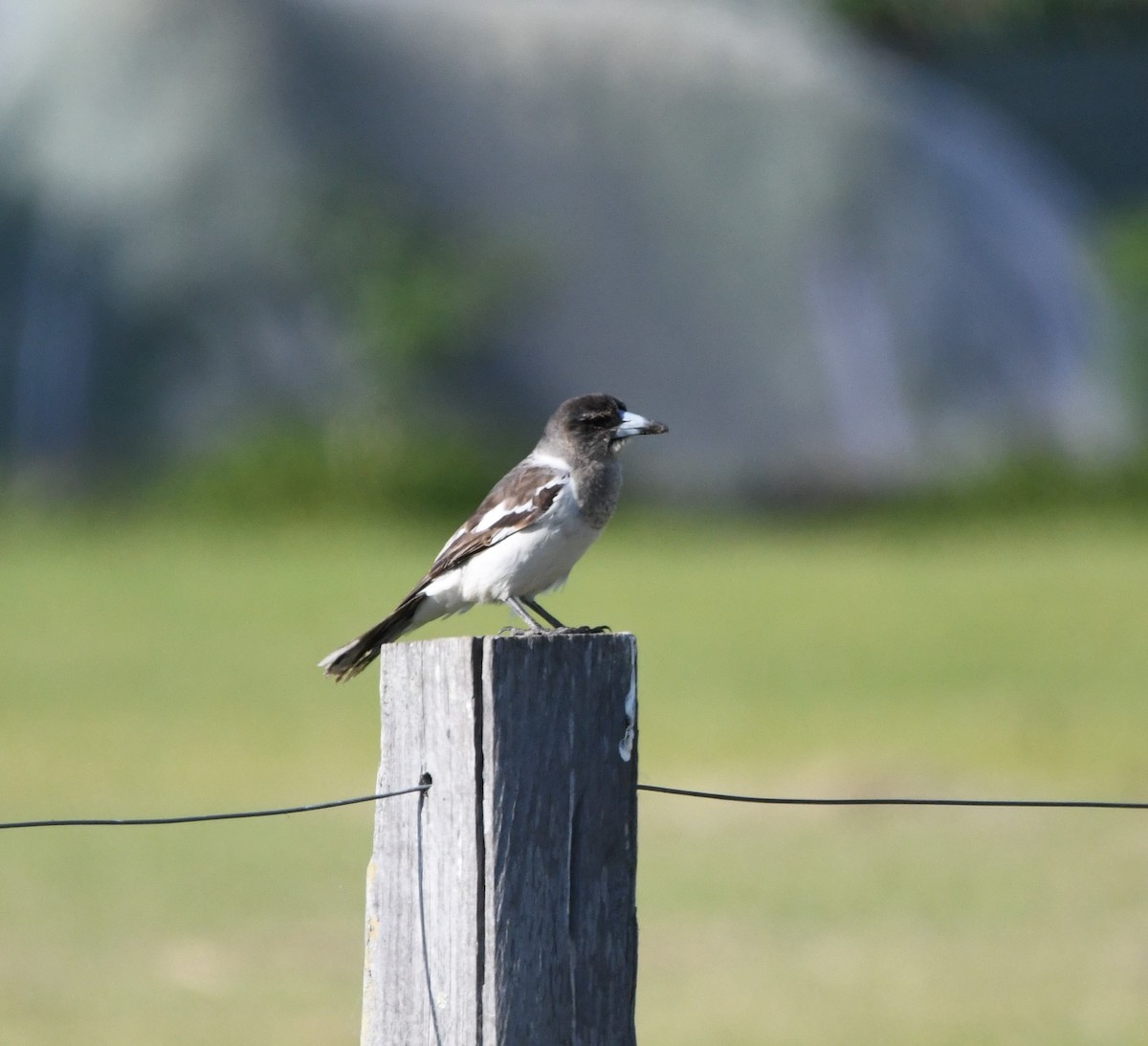 Pied Butcherbird - ML624023261