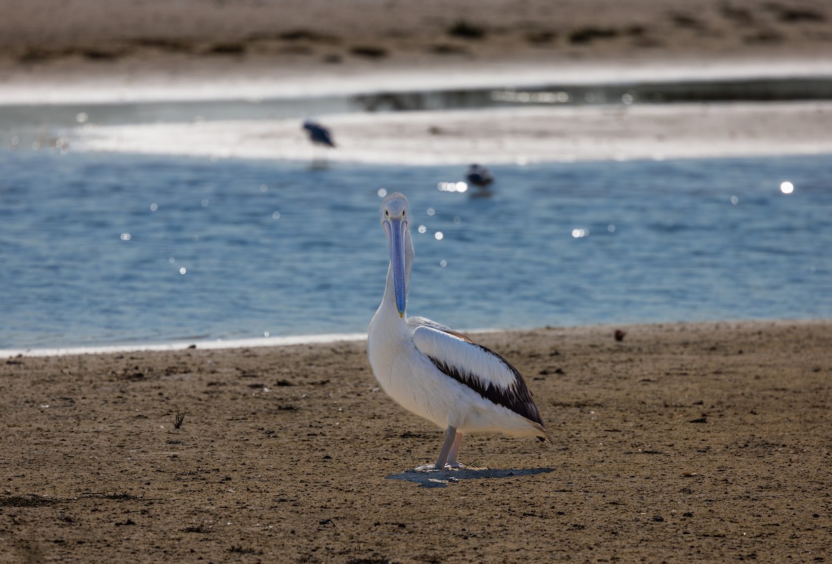 Australian Pelican - ML624023267