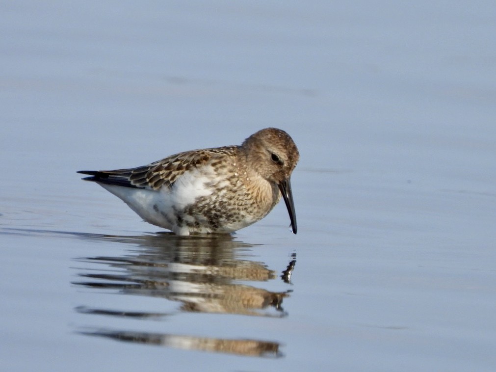 Dunlin - ML624023291