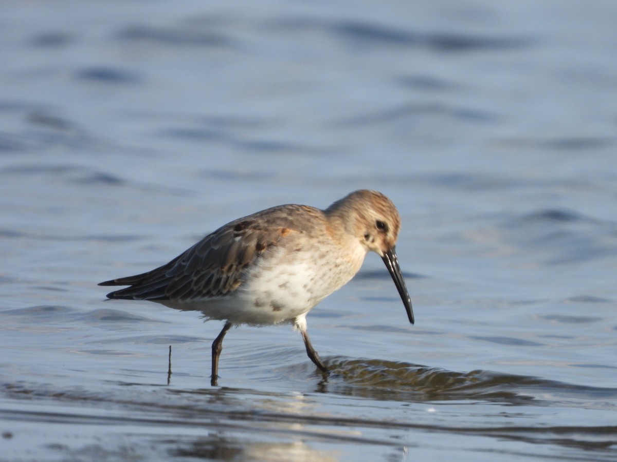 Dunlin - ML624023292