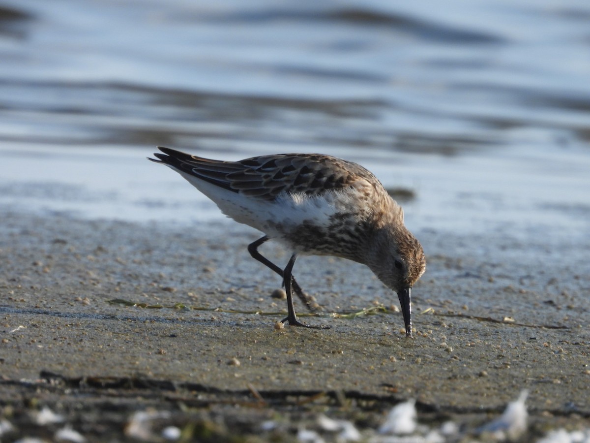 Dunlin - ML624023293