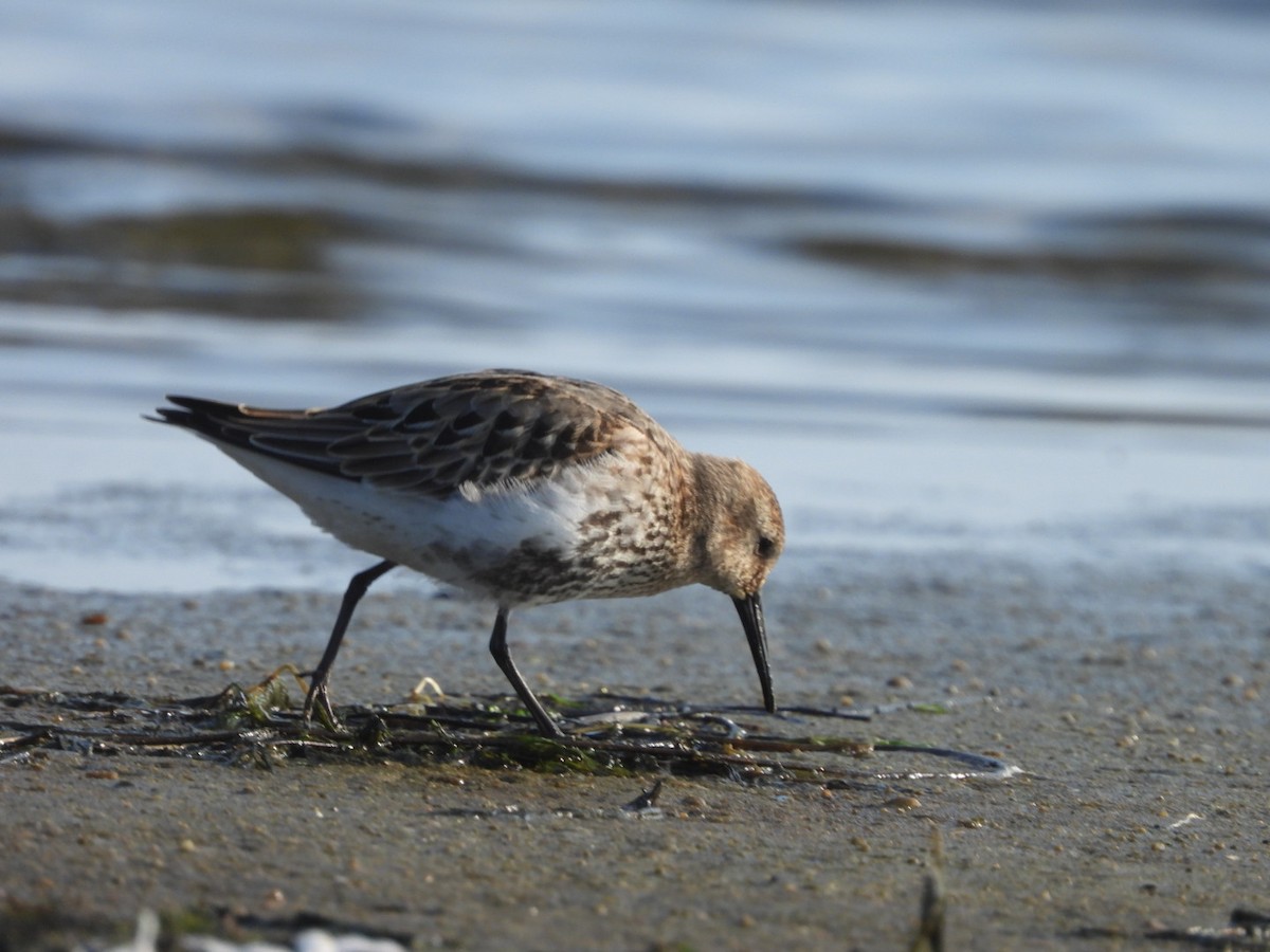 Dunlin - ML624023295