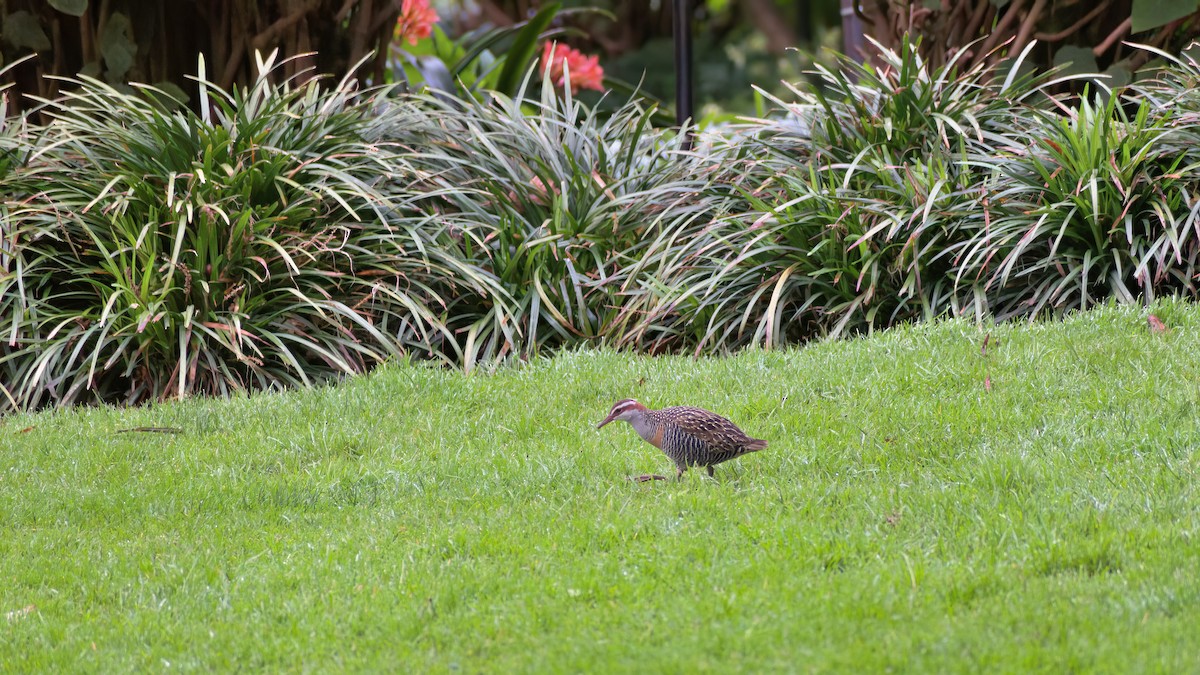 Buff-banded Rail - ML624023296