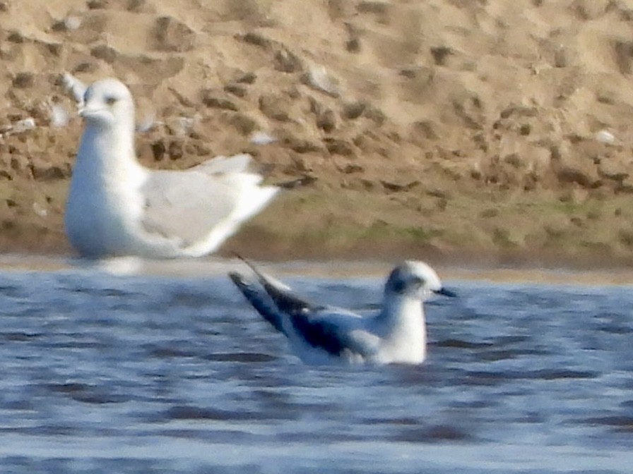 Little Gull - ML624023299