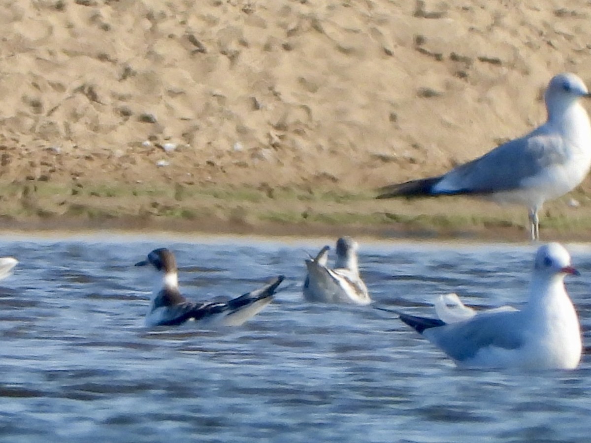 Little Gull - ML624023300