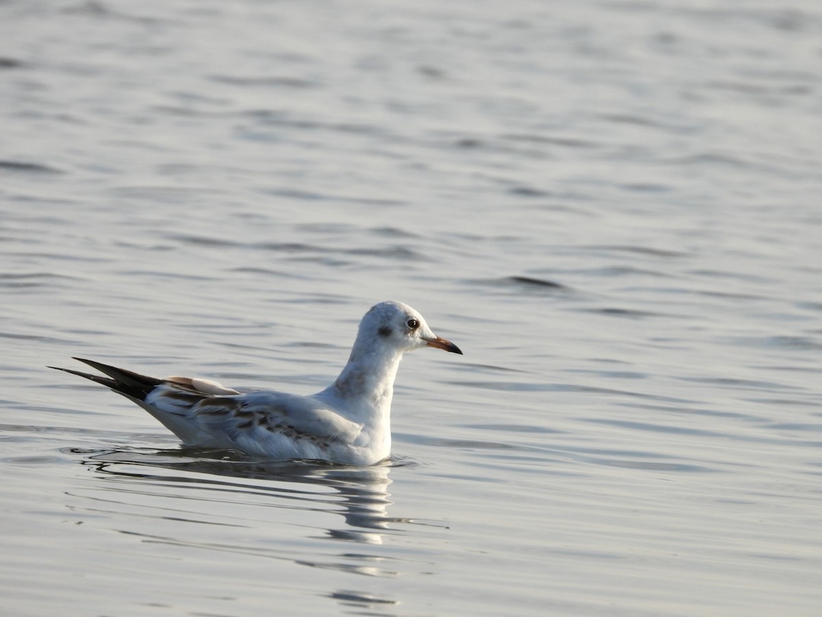 Black-headed Gull - ML624023308