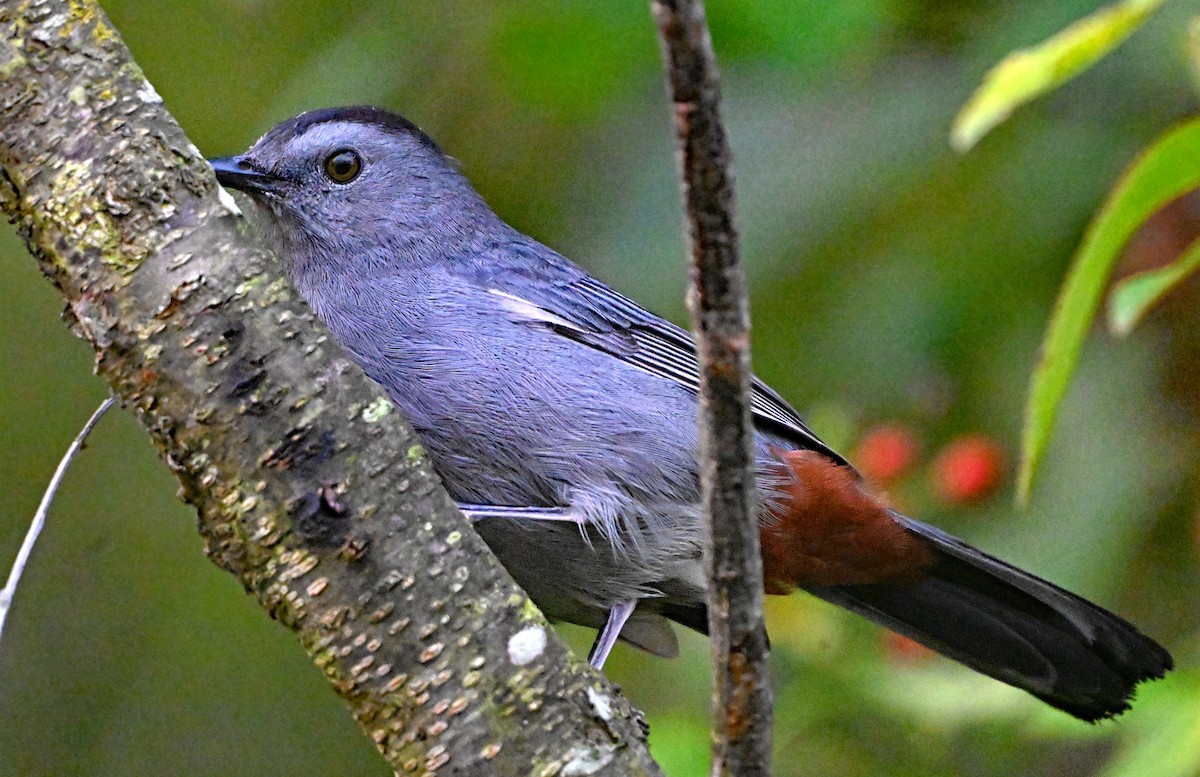 Gray Catbird - ML624023317