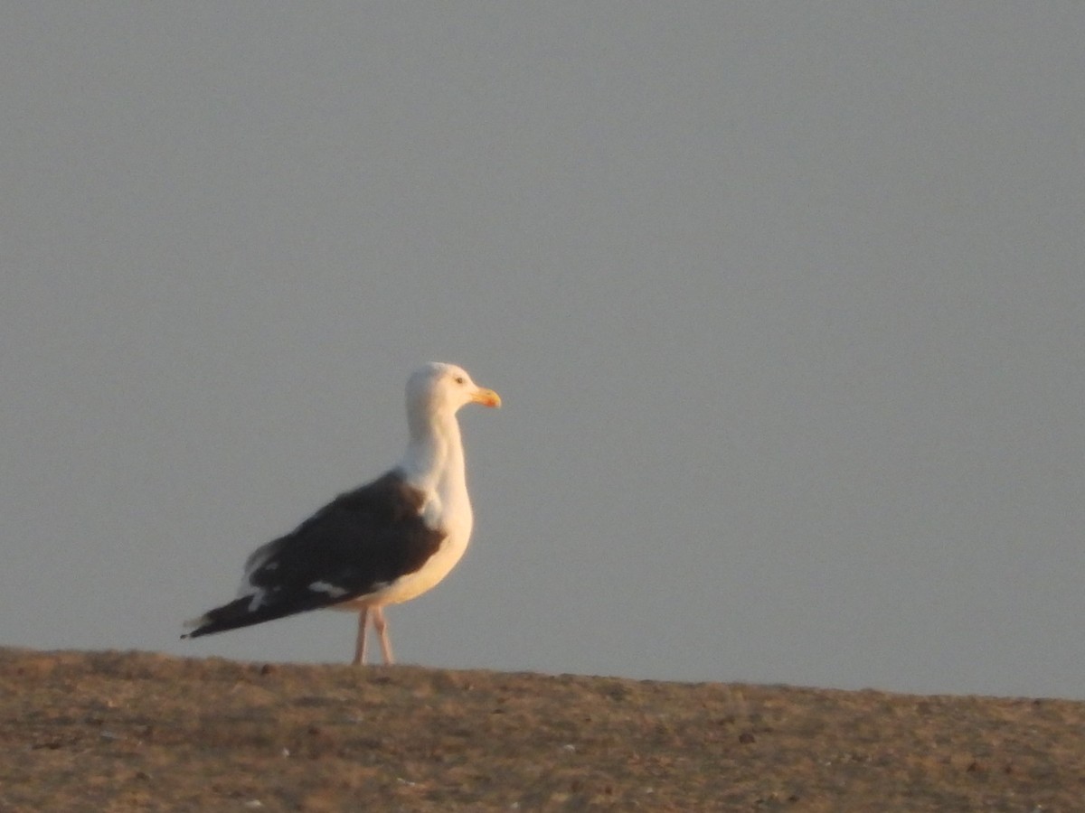 Great Black-backed Gull - ML624023325