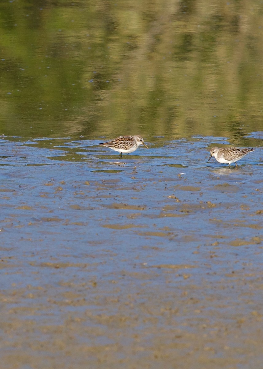 Bergstrandläufer - ML624023326
