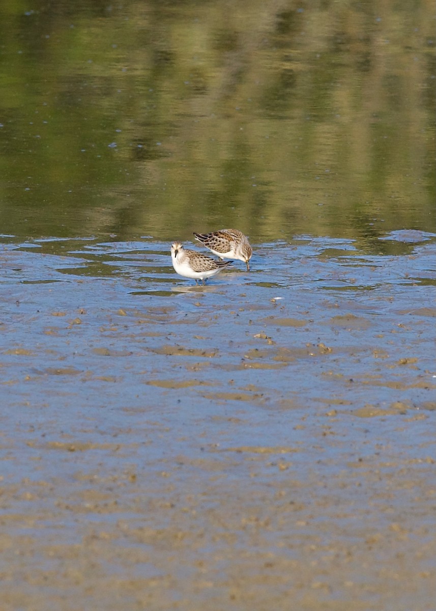 Bergstrandläufer - ML624023327