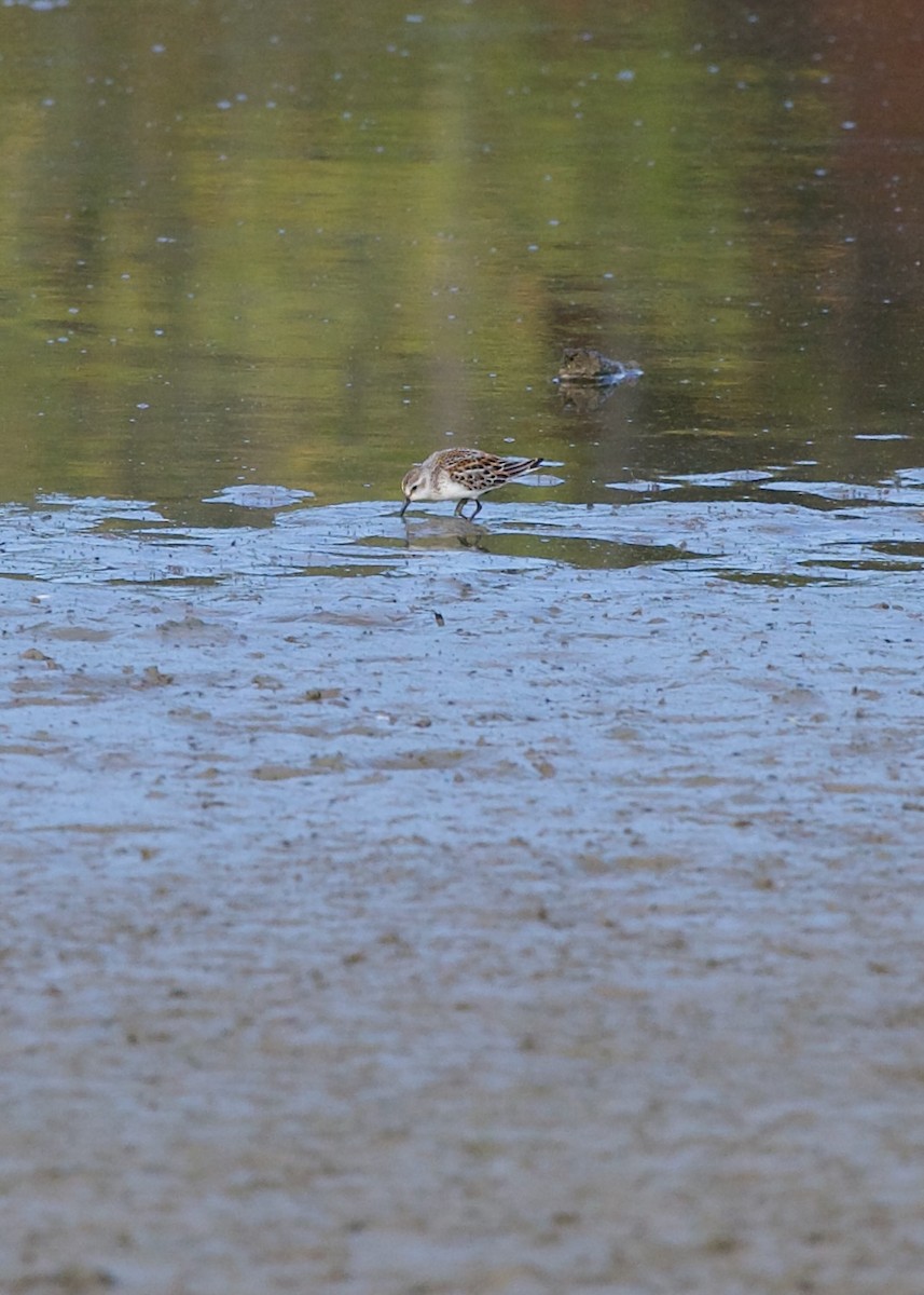Bergstrandläufer - ML624023328