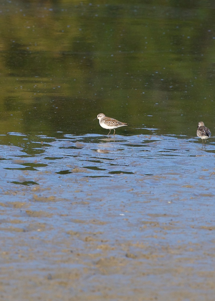 Bergstrandläufer - ML624023329