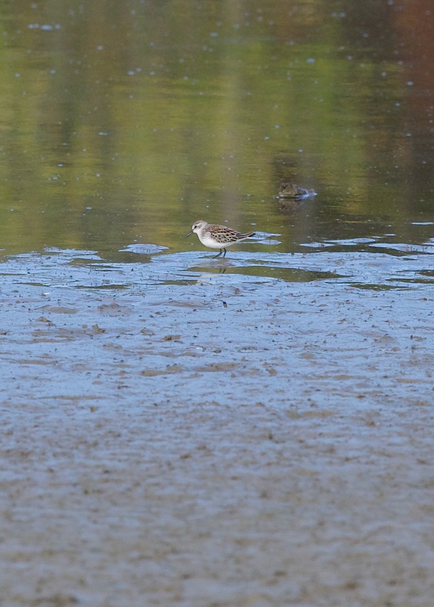 Western Sandpiper - ML624023330