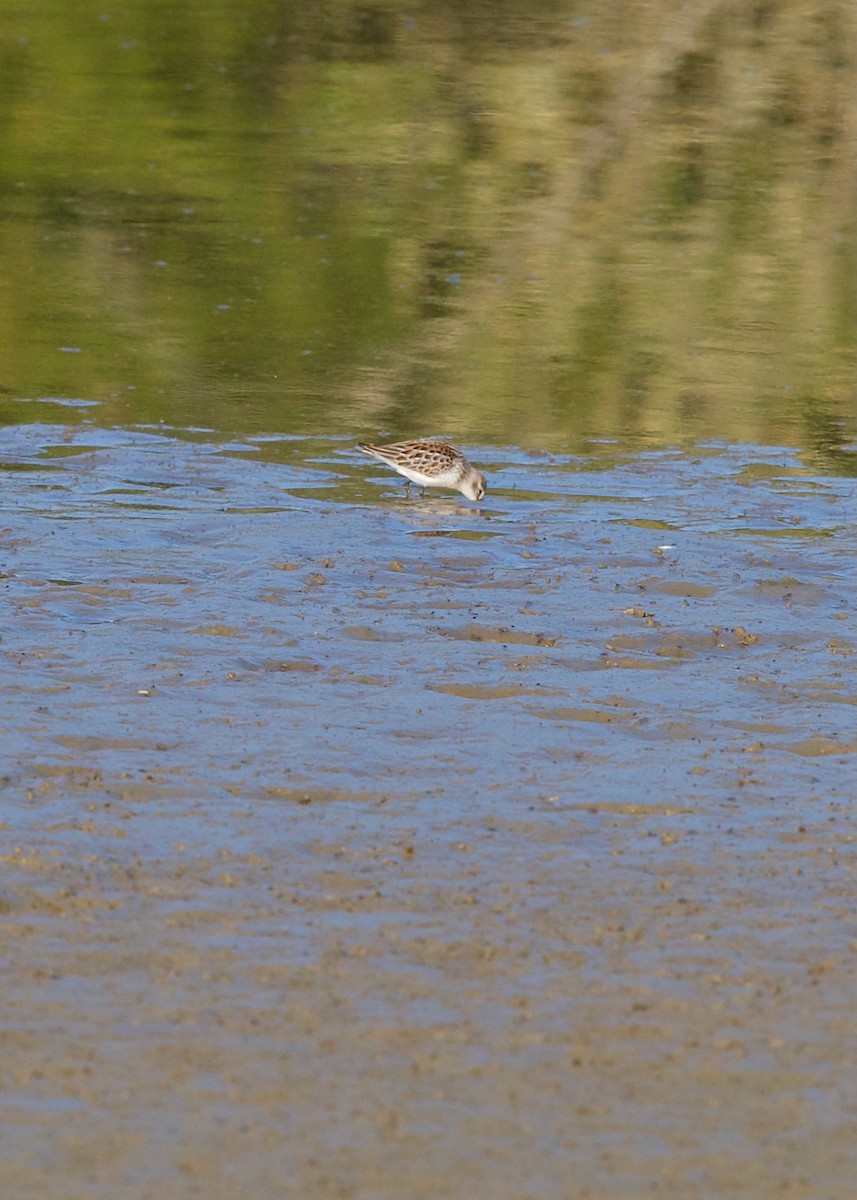 Western Sandpiper - Jon Cefus