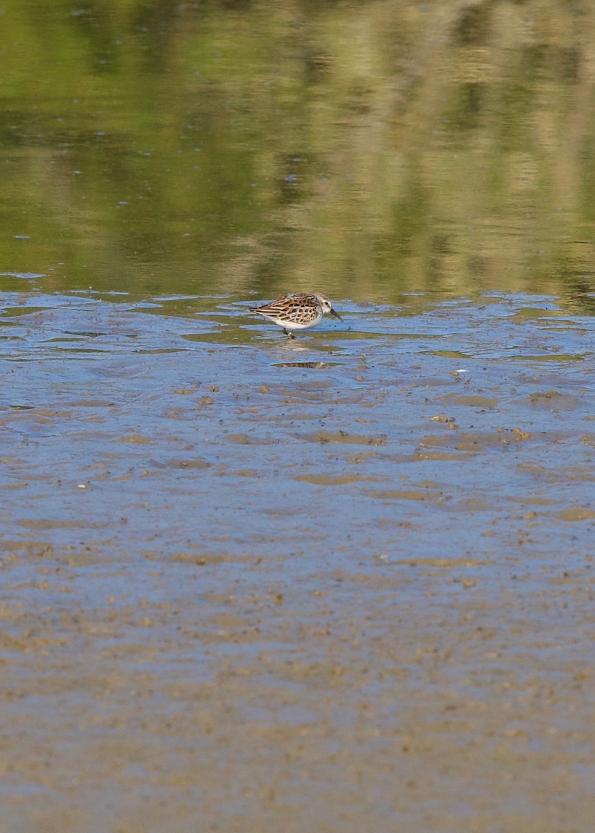 Bergstrandläufer - ML624023332