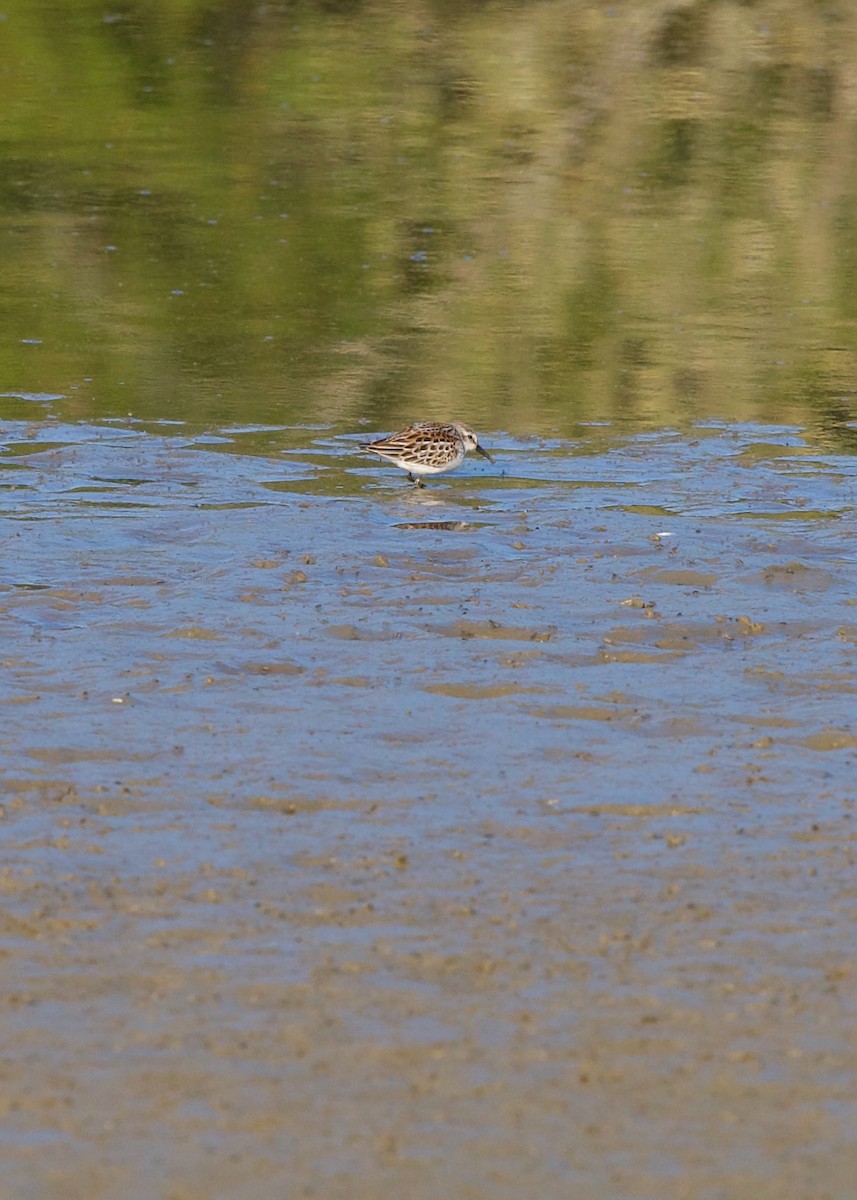 Western Sandpiper - ML624023332