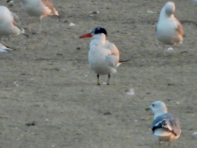 Caspian Tern - ML624023335