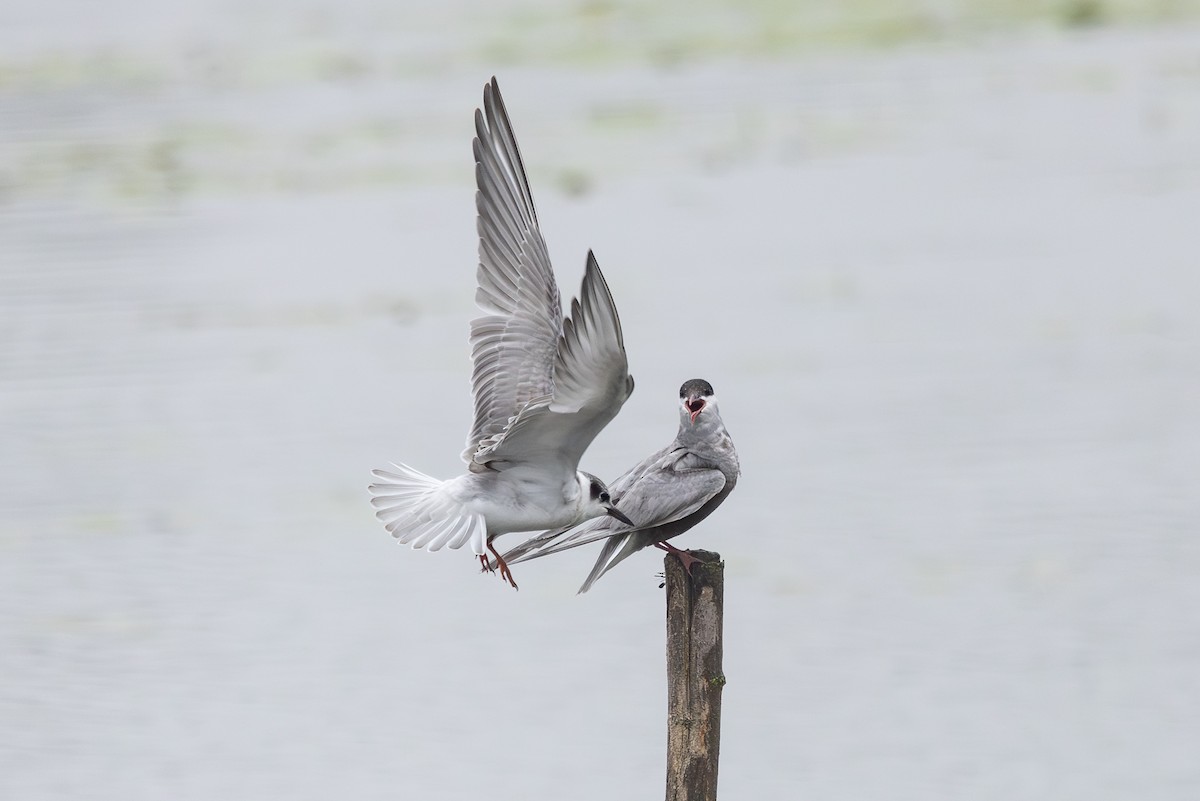 Whiskered Tern - Tomasz Wilk