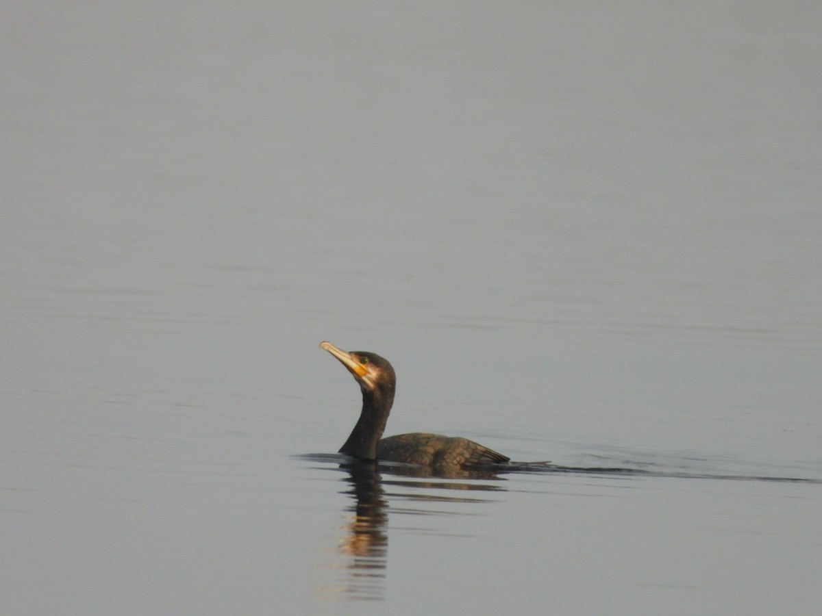 Great Cormorant - ML624023351