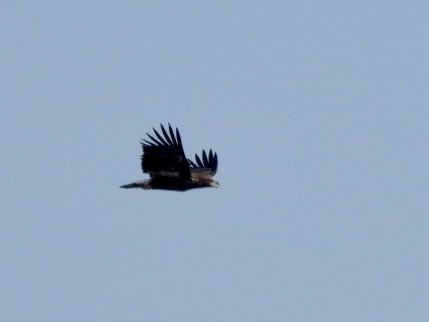 White-tailed Eagle - ML624023353